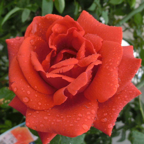 バラ苗　2年大株苗　テラコッタ　つる　4号鉢　