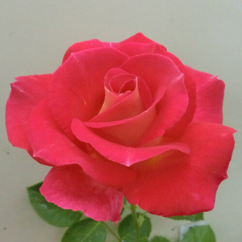 バラ苗　2年大株苗　レッド＆イエロー　つる　4号鉢　