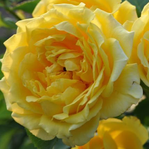 バラ苗　新苗　ゴールデンゲート　つる　4号鉢　のサムネイル