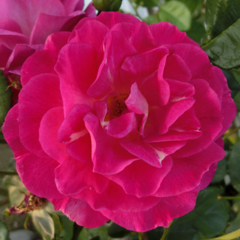 バラ苗　2年大株苗　アウタザブルー　アメリカンローズ　中輪　4号鉢　