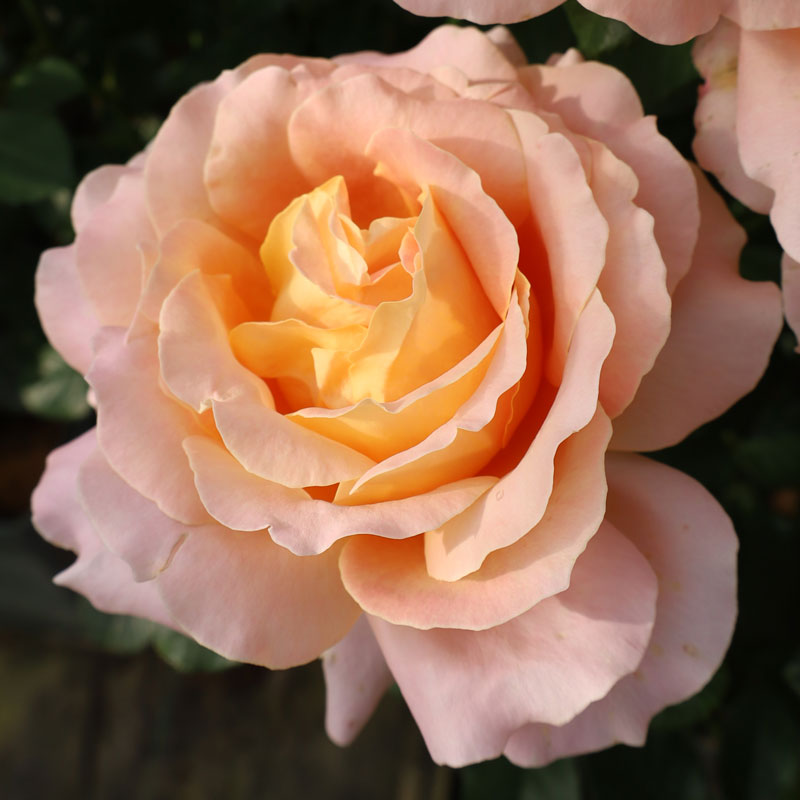 バラ苗　2年大株苗　イッツアワンダフルライフ　　中輪　4号鉢　