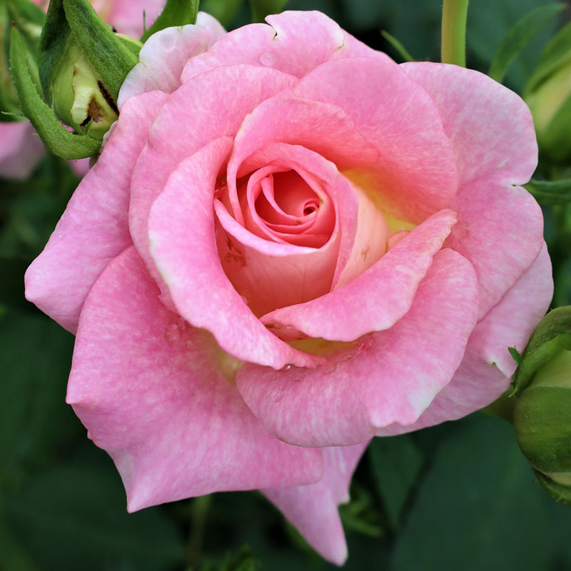 バラ苗　2年大株苗　エミオ　シャイニング（当園オリジナル）　中輪　4号鉢　