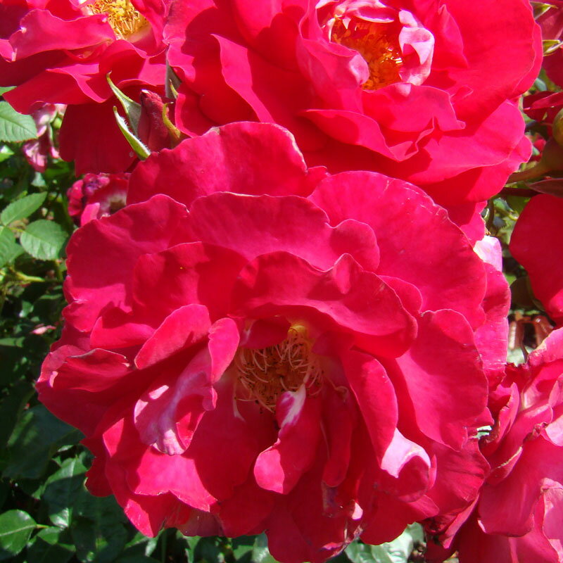 バラ苗　2年大株苗　ガランス　レンズローズ　中輪　4号鉢　