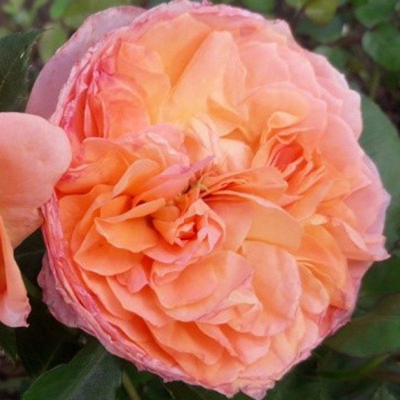 バラ苗　2年大株苗　マークスジュビリー　レンズローズ　中輪　4号鉢　