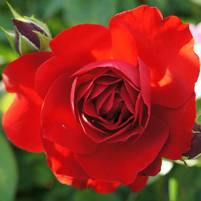 バラ苗　2年大株苗　マーレッタ　中輪　4号鉢　