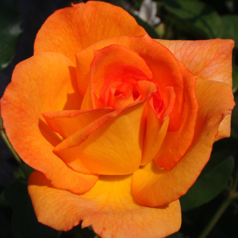 バラ苗　2年大株苗　ルンバ　中輪　4号鉢　