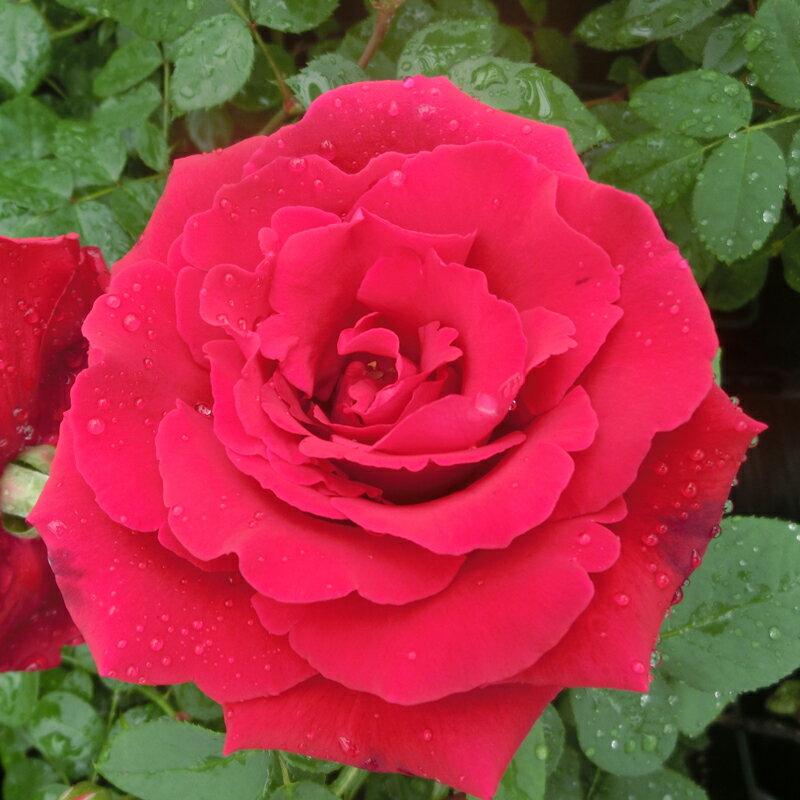 バラ苗　2年大株苗　エロティカ　大輪　4号鉢　