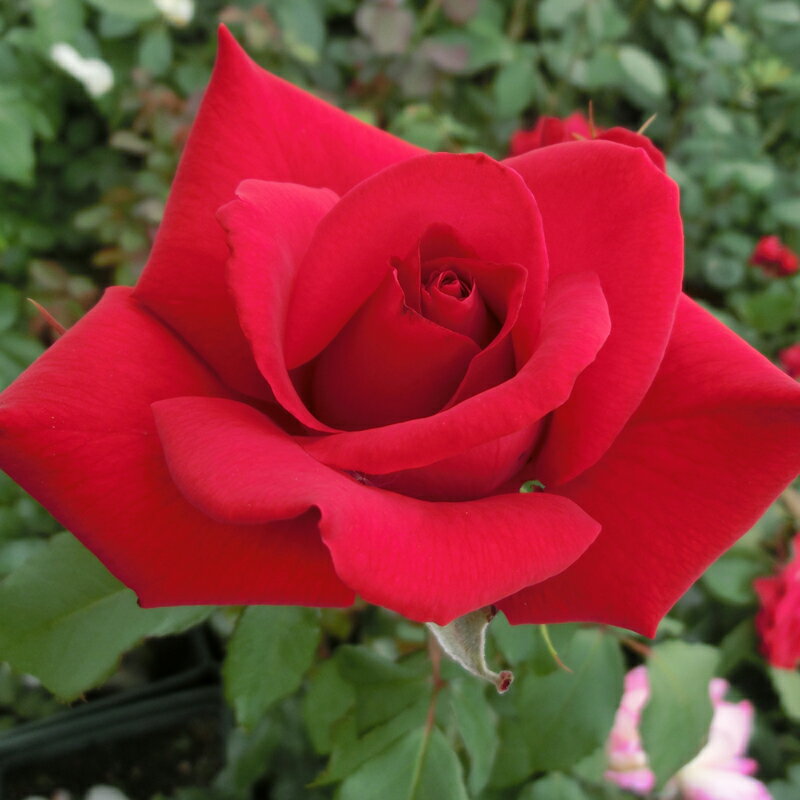 バラ苗　2年大株苗　オリンピアド　大輪　4号鉢　