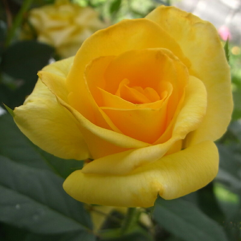 バラ苗　2年大株苗　サンガッデス　大輪　4号鉢　