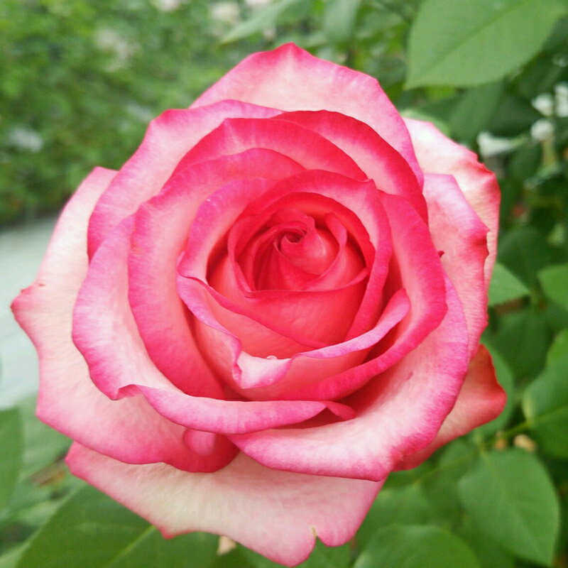 バラ苗　2年大株苗　サンゴ　シャイニング（当園オリジナル）　大輪　4号鉢　