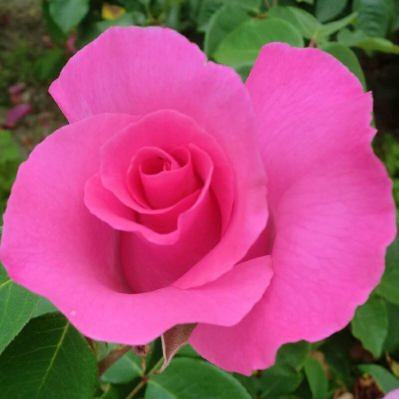 バラ苗　2年大株苗　ザマッカートニーローズ　大輪　4号鉢　のサムネイル