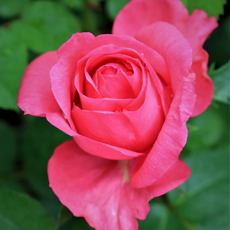 バラ苗　2年大株苗　チェリーレディー　大輪　4号鉢　