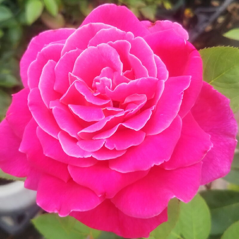 バラ苗　2年大株苗　ピンクパフューム　大輪　4号鉢　