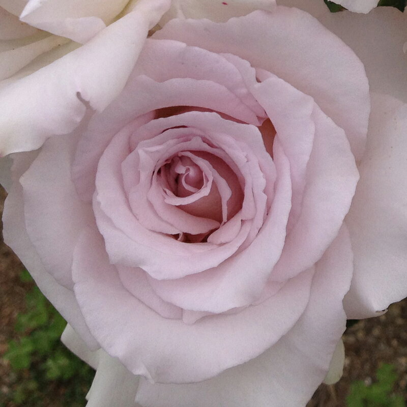 バラ苗　2年大株苗　レディX　大輪　4号鉢　