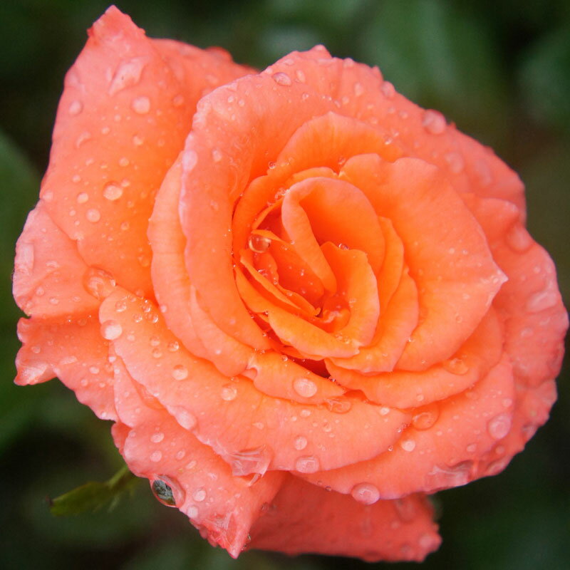 バラ苗　2年大株苗　タンジェリーナ　大輪　4号鉢　