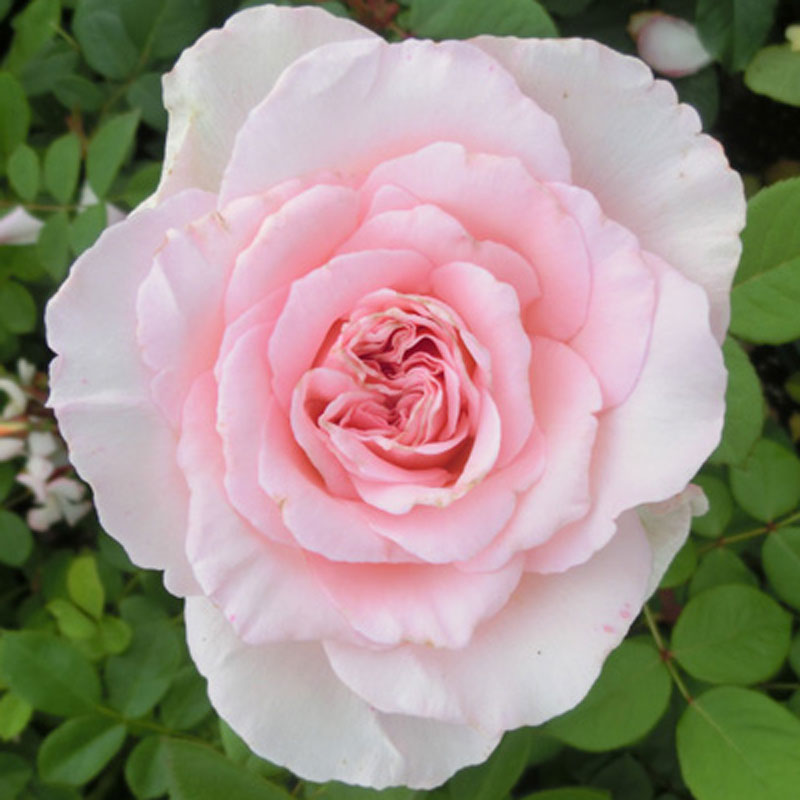 バラ苗　2年大株苗　ラブリーキス　大輪　4号鉢　