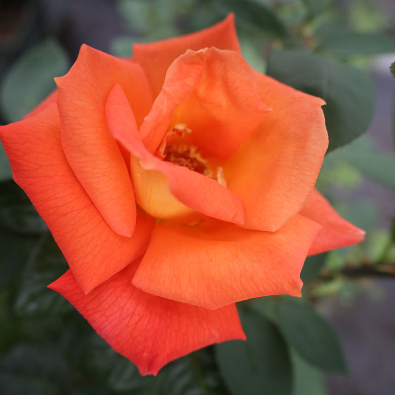 バラ苗　2年大株苗　ルイドゥフューネ　大輪　4号鉢　