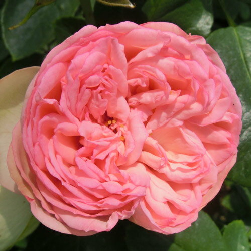 バラ苗　2年大株苗　チャーミングピアノ　ノスタルジック　大輪　4号鉢　