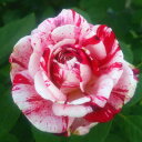 センチメンタル 絞りバラ 香りバラ 薔薇 バラ ばら センチメンタル 絞りバラ 香りバラ 薔薇 バラ ばら