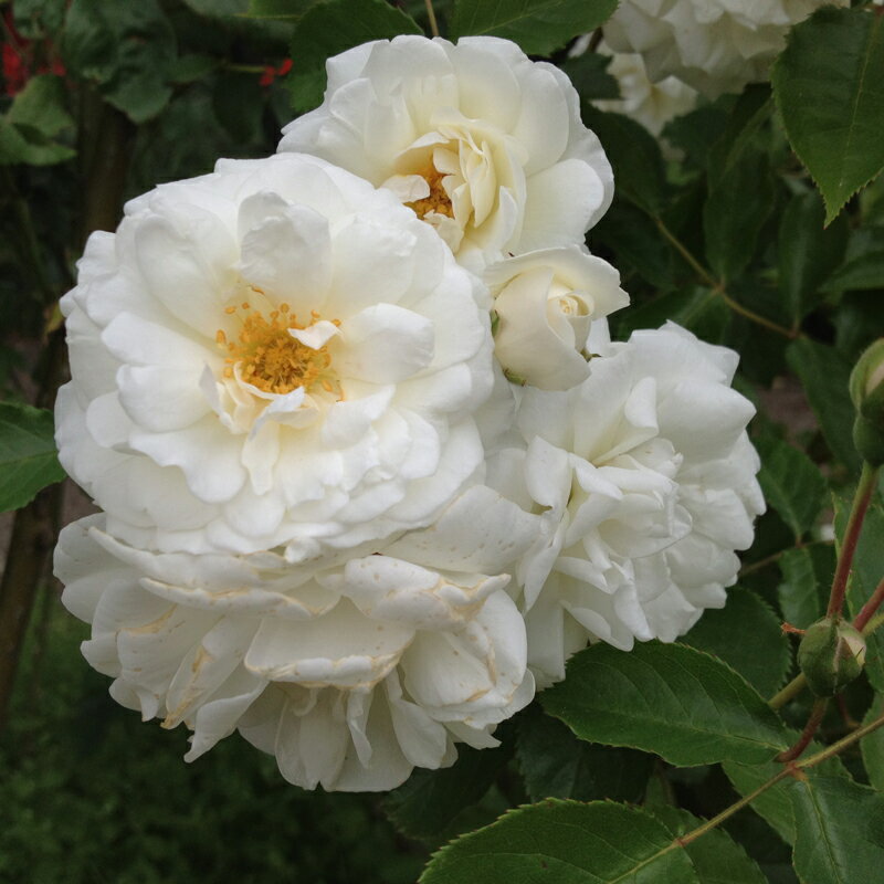 バラ苗　2年大株苗　プロスペリティ　オールドローズ　4号鉢　