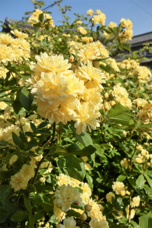モッコウバラ 植物図鑑
