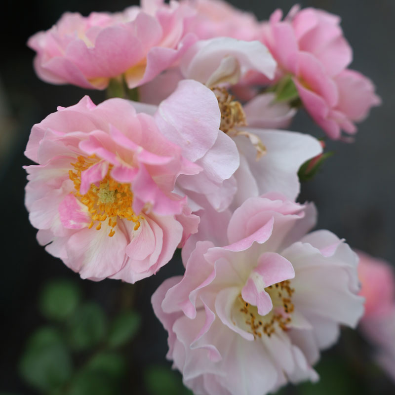 ◆◆◆商品詳細◆◆◆ 2年大株苗　コーネリア　4号鉢 【作出年】　1925 【学　名】　Cornelia 【樹　高】　1.2〜1.5m 【花弁数】　約60 【花　径】　5〜8cm 【開き方】　八重咲き 【形　状】　半つる性 【花　期】　四季咲き 【香　り】　中香 【棘の程度】　中程度 【特　性】 　花付きの良い房咲きとなる。 　太いシュートを出すがしなやかさがあるので 　壁面やフェンスにも向く。ムスクの香りが魅力的。 　日照不足や半日陰でも育つ強健種。