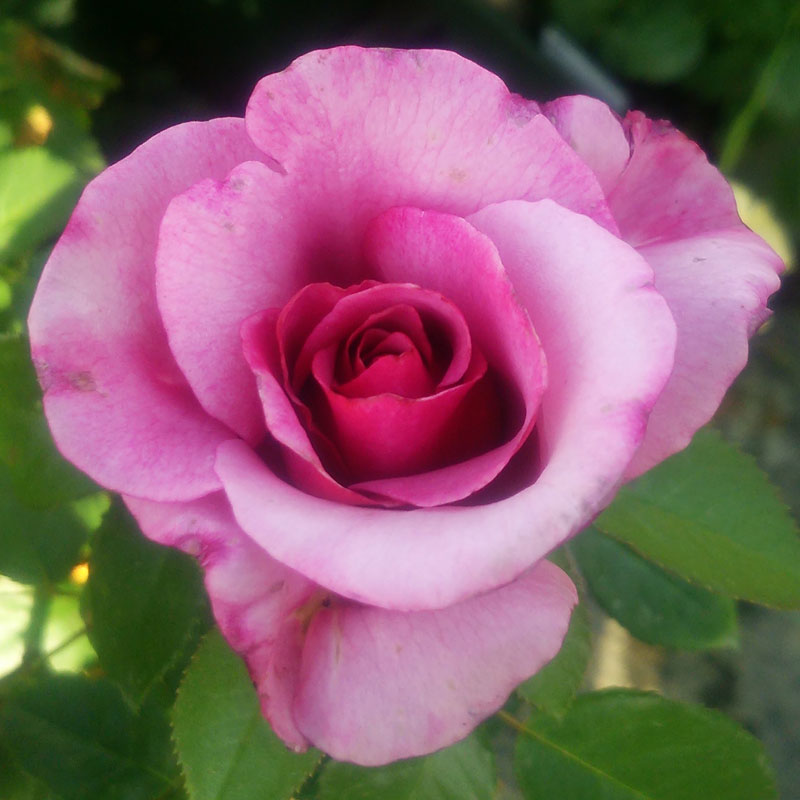 バラ苗　2年大株苗　バーブラストライサンド　アメリカンローズ　大輪　4号鉢　