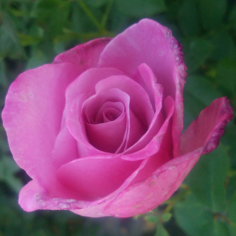 バラ苗　2年大株苗　フレグラントプラム　アメリカンローズ　　大輪　4号鉢　