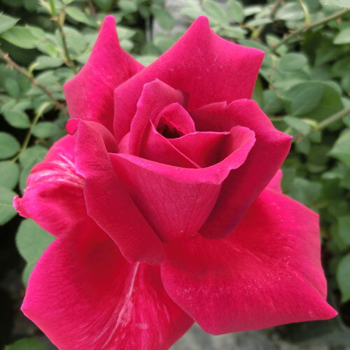 バラ苗　2年大株苗エレンメアリー　ルグライス　4号鉢