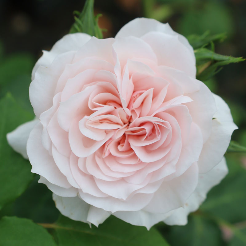 バラ苗　2年大株苗　セントエセルバーガ　ピータービールズ　大輪　4号鉢　