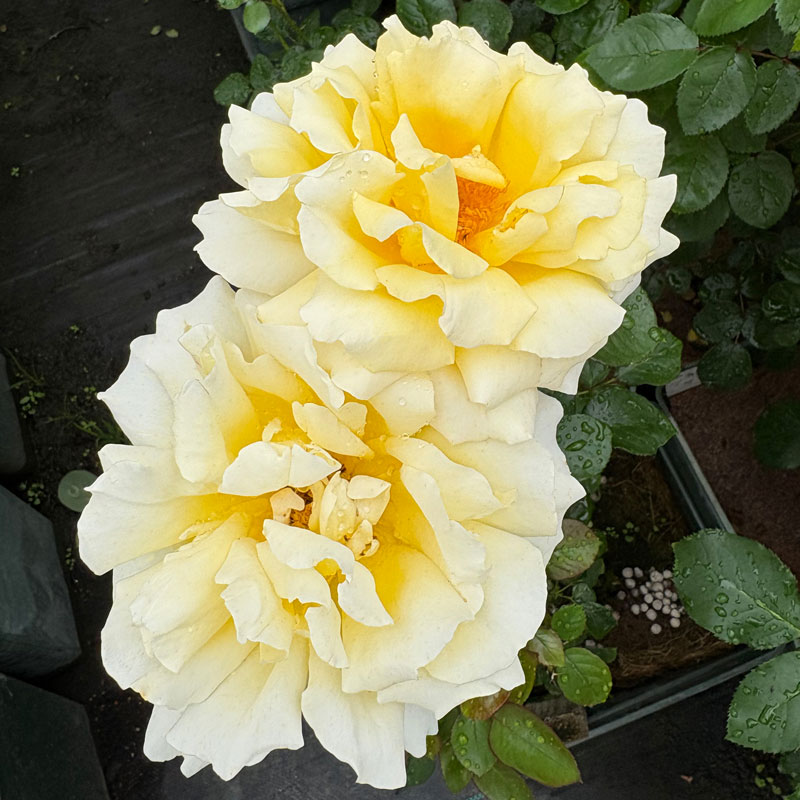 バラ苗　2年大株苗　ヤードレイバロック　ピータービールズ　大輪　4号鉢　