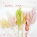 【クリックポスト対応】ドライフラワー ラグラスパステル5本