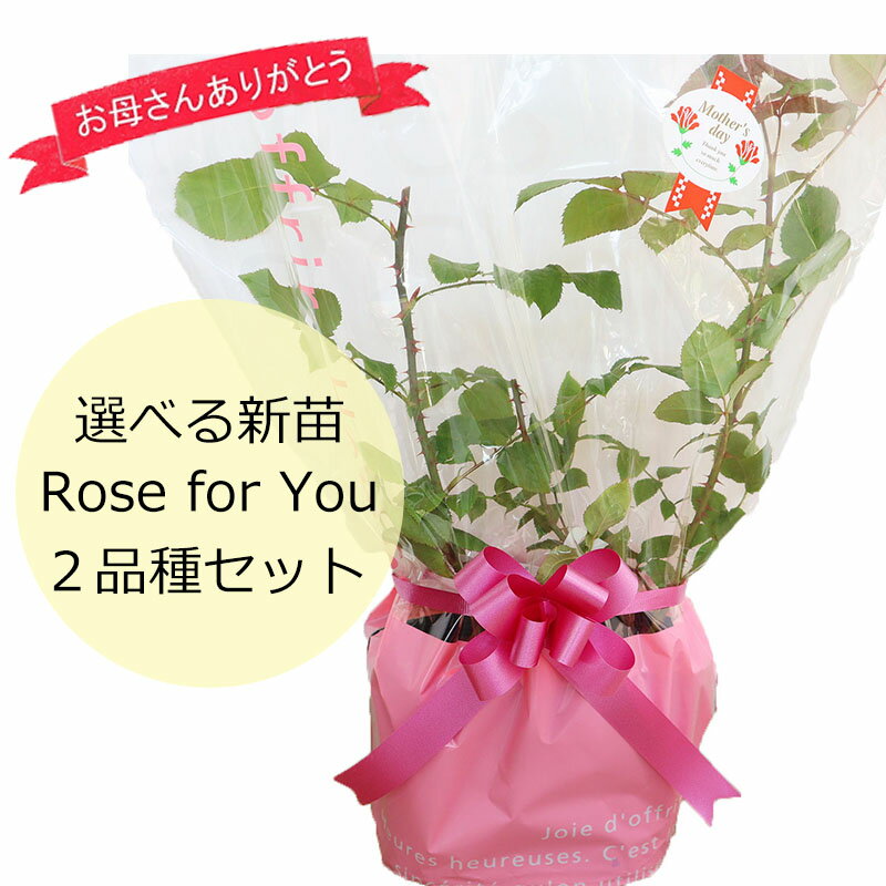 【母の日ギフト】バラ苗 お好きな組み合わせで「選べる Rose for You 新苗2品種セット ぼ ...