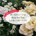 【母の日ギフト】蕾 花付きバラ苗 「Rose for You スイートシリーズ」 中苗 2品種から選べる 送料無料 / ラッピング付き / 5月7日～12日の間にお届け/母の日の贈り物2024