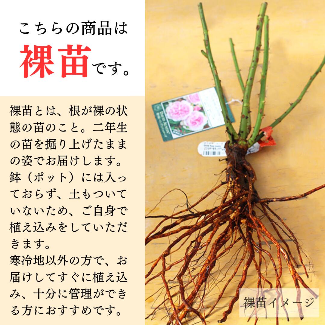 予約苗 バラ苗 【チャールズダーウィン】 (大苗裸苗) シュラブ 半つる性 返り咲き ...