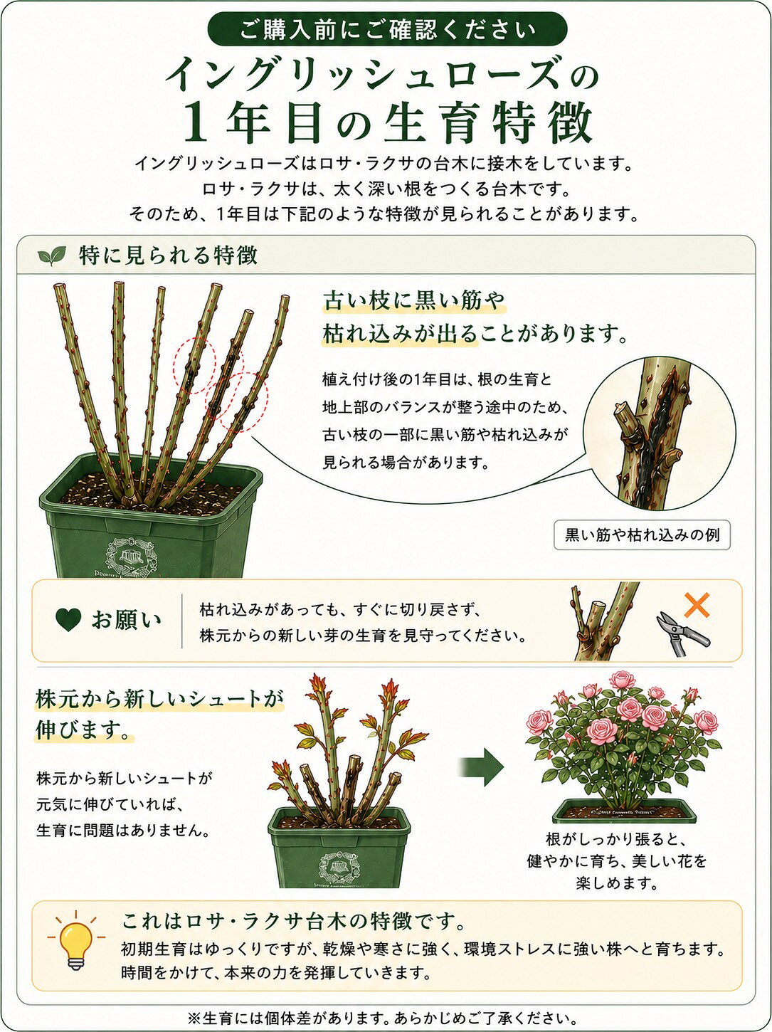 予約苗 バラ苗 【チャールズダーウィン】 (大苗裸苗) シュラブ 半つる性 返り咲き ...