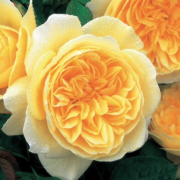 バラ苗 【ティージングジョージア】 (大苗) シュラブ 半つる性 返り咲き 中大輪 黄色系 イングリッシュローズ ER6L専用角鉢 強香 強健 病気に強い 耐病性ありのサムネイル