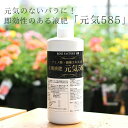 バラ専用有機液肥 元気585 1000cc by ROSE FACTORY(元気くん)/バラを元気に...