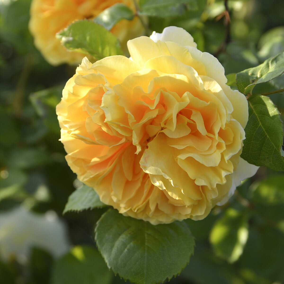 予約苗 バラ苗 【リヒト】 (大苗) シュラブ 半つる性 四季咲き 中輪 黄色系 ロサオリエンティス プログ..