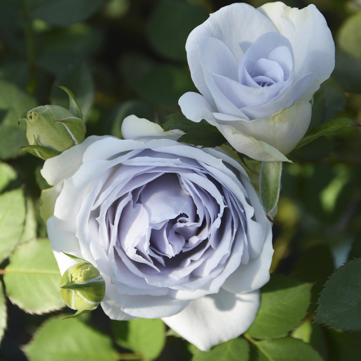 予約苗 バラ苗 【ポルトブルー】 (大苗) フロリバンダ 四季咲き 中輪 紫系 ロサオリエンティス プログレッシオ 国産苗 6号専用角鉢 強健 病気に強い 耐病性あり 耐暑性あり 【2026年2月上旬順次配送】のサムネイル