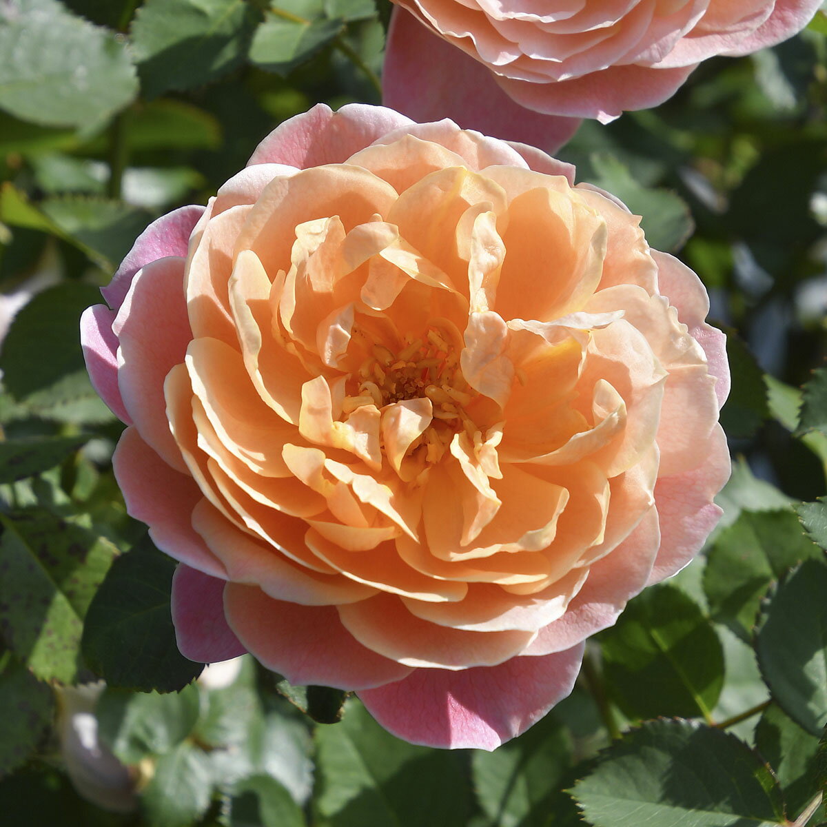 予約苗 バラ苗 【タペストリー】 (大苗) フロリバンダ 四季咲き 中輪 オレンジ系 ロサオリエンティス ..