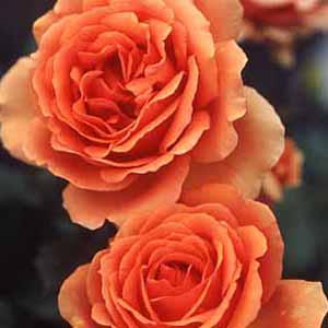 バラ　アシュラム　大苗6号鉢