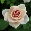 バラ苗 大苗7号専用角鉢入 ブラウン系 Rose for You (購入特典 ぼかし肥料1kg付き)