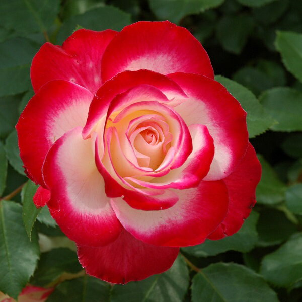 バラ苗 【ジュビレデュプリンスドゥモナコ】 (新苗) フロリバンダ 四季咲き 中輪 複色系 白系 赤系 メイアン 国産苗 4号ポリ鉢のサムネイル