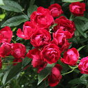 　　紅玉（こうぎょく） Kougyoku 返り咲き 小輪系 つるバラ(CL) 禅ローズ-Zen Rose- 作出年：2007年 作出者：河合伸志 系統：クライミングポリアンサ 開花：返り咲き 花色：濃赤色 花径：3cm（小輪） 伸長：2.5m 花形：カップ咲き 香り：微香 ‘珠玉’の枝変わりで、花色が濃赤色です。 ‘珠玉’とほぼ同様の性質を持ち、球状の深いカップ状の花は大房になって開花し、花付きが良く、花保ちがとても良いです。 花色が濃いためか、‘珠玉’と同じ大きさの花を咲かせるものの、一回り小さく見えることがあります。 花枝が短いため、構造物から枝が突出することがなく、また花枝もまんべんなく出るので、株全体ににぎやかに花が咲きます。 春以降は主に秋に返り咲きます。 枝は細めで、比較的しなやかなため、誘引しやすいです。 黒点病に強く、樹勢も強く、育てやすい品種です。 品種名は‘珠玉’と対で命名しました。