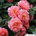 　　サンセット・グロウ Sunset Glow 返り咲き 中輪系 つるバラ(CL) Warner's Roses Warner's Roses（イギリス） 作出年：2007年 系統：ラージフラワードクライミング 開花習性：返り咲き 花色：銅色がかったオレンジ色 樹高：2.5m 花径：8cm（中輪） 花形：波状弁咲き 香り：強香 銅色がかったオレンジ色で、花弁は美しく波を打ちます。 花は数輪の房咲きになり、花付きが良く、青リンゴ〜フルーツ系の強い香りがあります。 返り咲き性で、一番花以降も適時開花します。 シュートは太くなり過ぎず、比較的しなやかなので、扱いやすいです。 樹勢がとても強く、耐病性に優れ、美しさと強さを兼ね備えた品種として、世界的に高い評価を得ています。 ゴールド・スタンダード受賞、リヨン金賞、リヨン芳香賞、バーデン・バーデン金賞など合計7つの金賞を獲得しています。