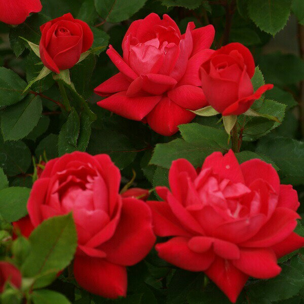 予約苗 バラ苗 【ダブルノックアウト】 (大苗) フロリバンダ 四季咲き 中輪 赤系 メイアン 国産苗 6号スリット鉢 修景バラ 強健 病気に強い 耐病性あり 【2026年1月下旬順次配送】のサムネイル