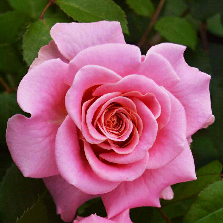 バラ苗 アシュリー 国産新苗4号ポリ鉢 返り咲き大輪 修景用 ピンク系のサムネイル