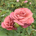 バラ苗 【赤煉瓦（アカレンガ）】 大苗7号専用角鉢入 赤系 Rose for You(購入特典 ぼかし肥料1kg付き)