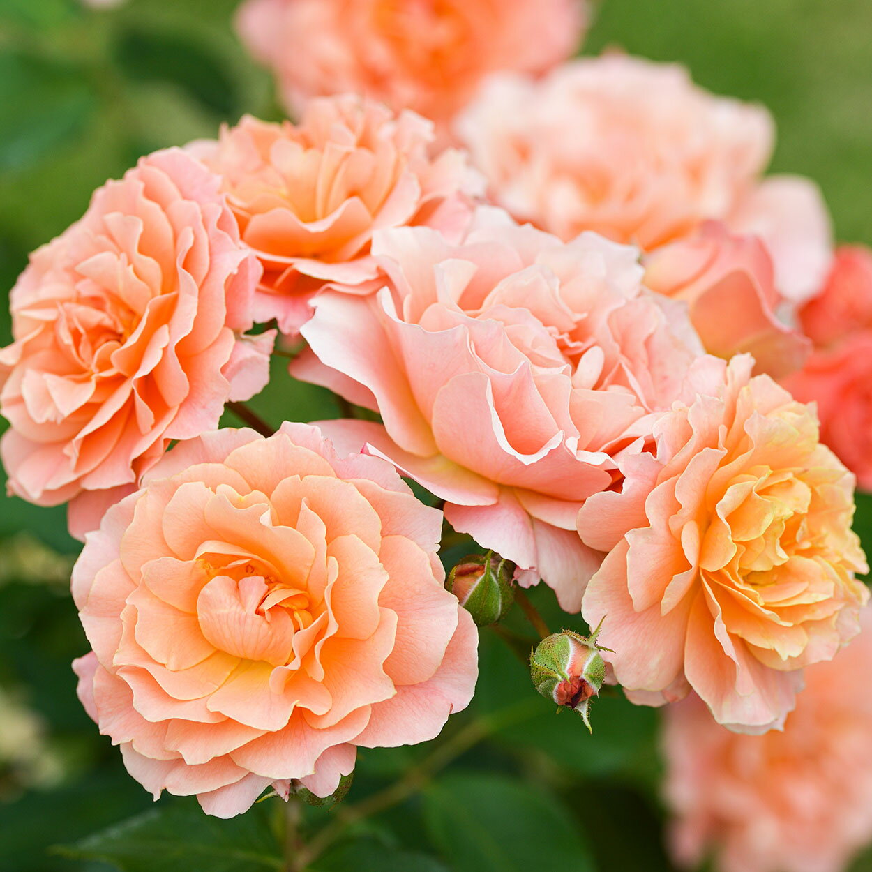 予約苗 バラ苗 ボルデュールアブリコ 国産大苗デルバールオリジナル角鉢6号 四季咲き中輪 オレンジ系 フレンチローズ（デルバール）【2024年1月下旬順次配送】のサムネイル